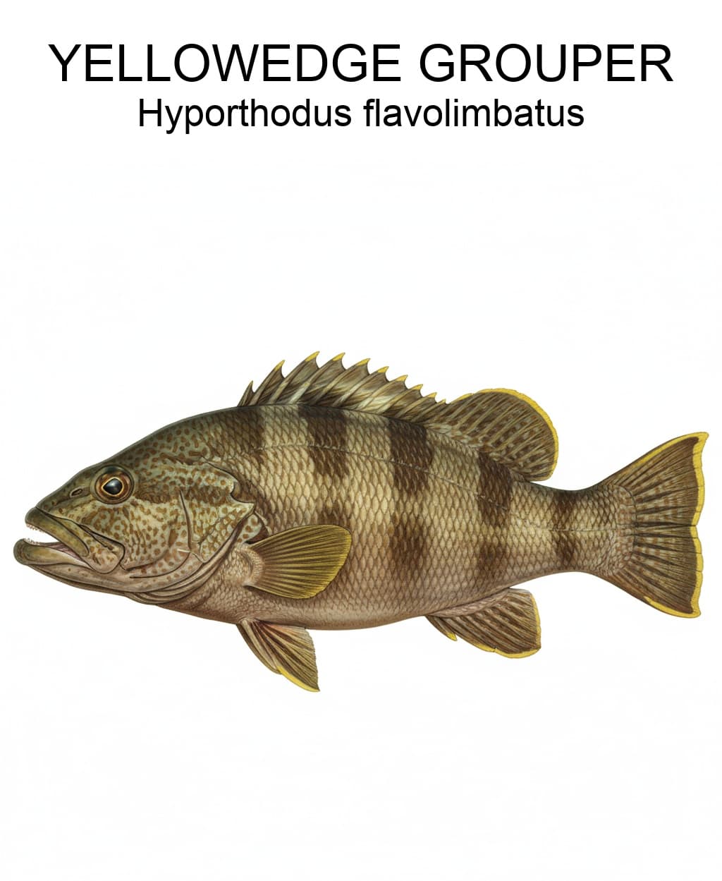 Yellowedge Grouper identification plate