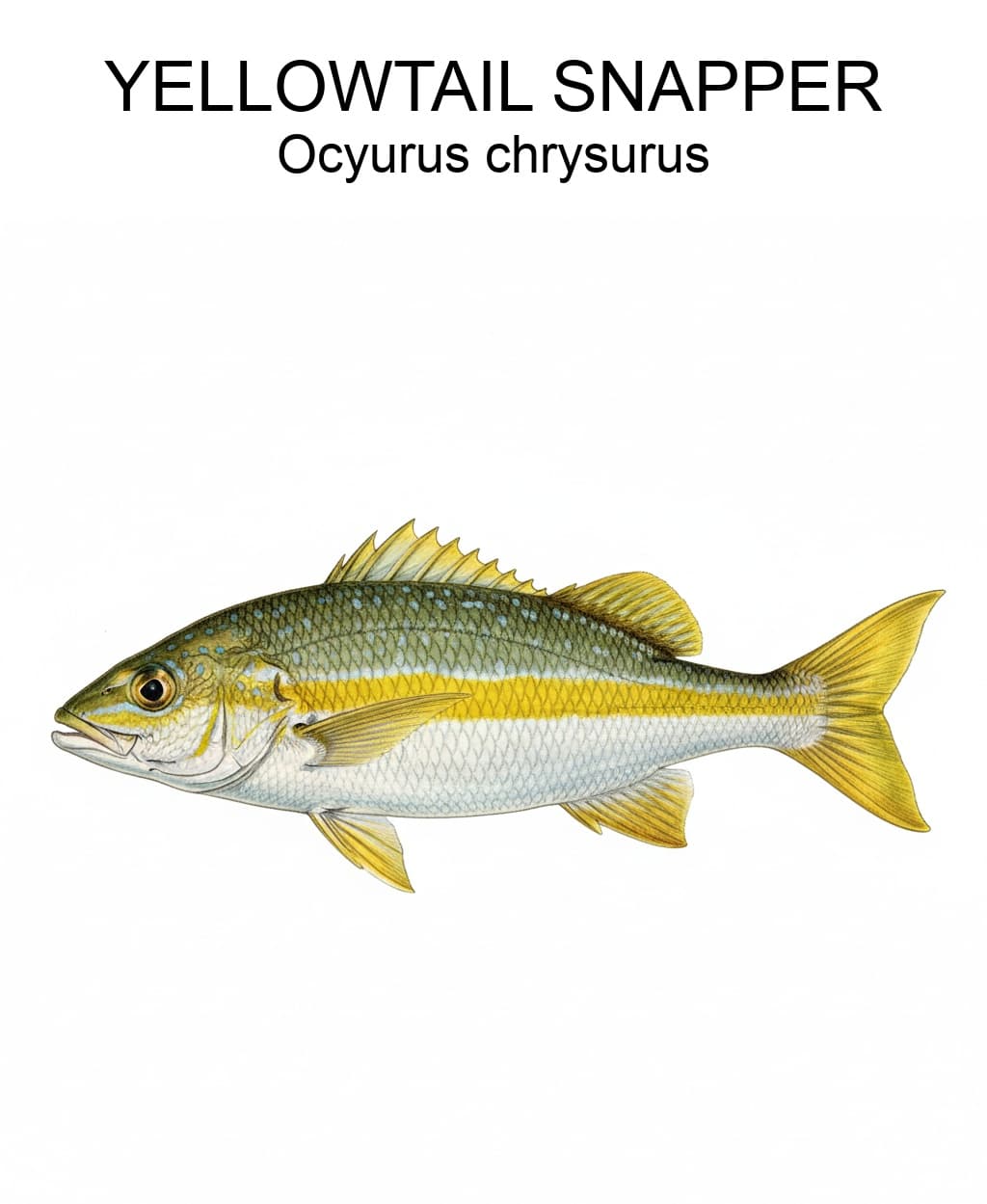 Yellowtail Snapper identification plate